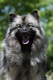 SPITZ LOUP 038